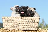 BOULEDOGUE FRANCAIS 484